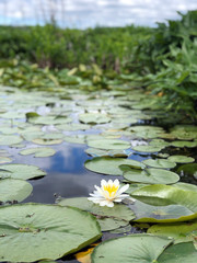 Single, white lotus flower floats among green lily pads in lake