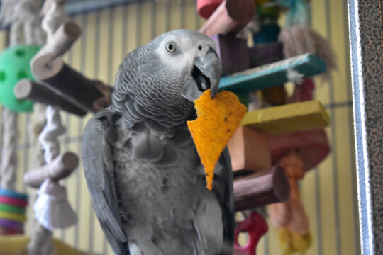 An African Grey Parrot Biting a Tortilla Chip