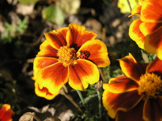 Ladybug camouflaged on red and orange flower petal on a sunny day