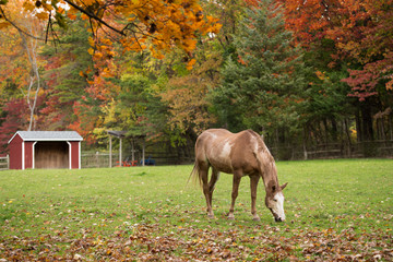 One light brown horse with a white face grazing in the grass with fall foliage all around. © ChristyLangPhotos