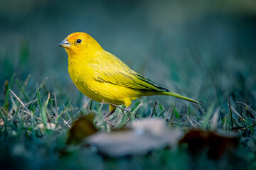 yellow canary on the grass