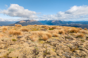 subalpine vegetation growing on hill in Nelson Lakes National Park, South Island, New Zealand