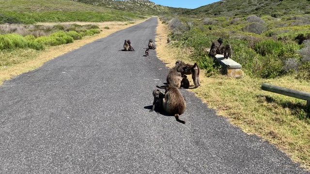 Chacma baboons in Cape of Good Hope National Park in South Africa