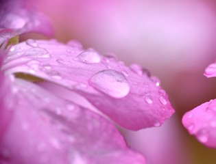 Pink geranium petal with water drops.