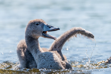 young swans © Krzysztof