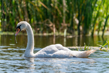 Swan © Krzysztof