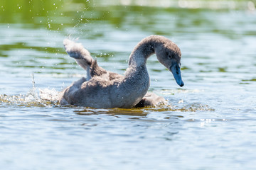 young swans © Krzysztof