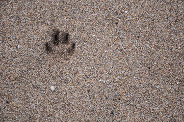 dog footprints on the beach
