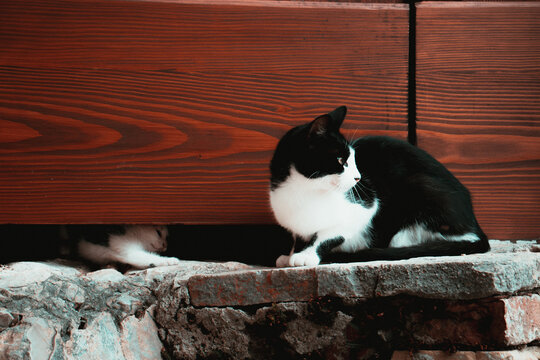 Small kitten trying to reach his mother cat from underneath the door. Family of stray cats surviving on the street, little kitten playing with his paws
