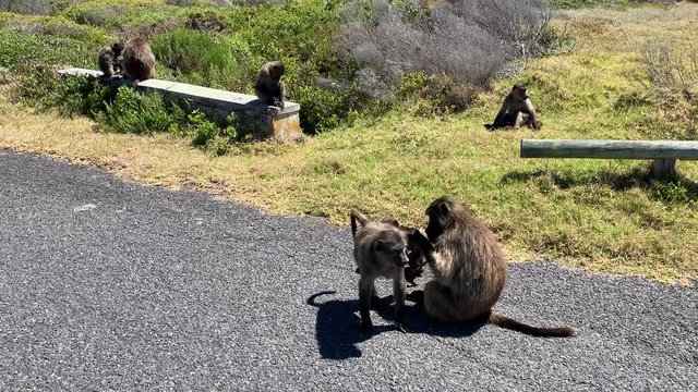 Chacma baboons in Cape of Good Hope National Park in South Africa