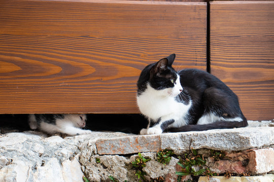 Small kitten trying to reach his mother cat from underneath the door. Family of stray cats surviving on the street, little kitten playing with his paws