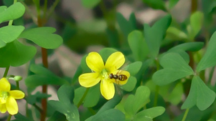 yellow flowers in the garden