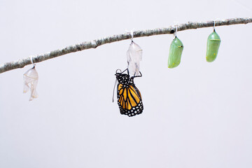 Monarch butterfly just from its chrysalis 