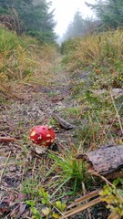 Fly Agaric / Fliegenpilz, Poland