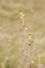 The buds on the blackcurrant Bush blooming in the spring