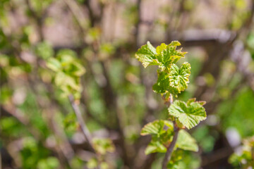 Blackcurrant Bush turns green in the spring in the garden