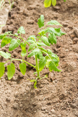 Tomato seedlings grow in a greenhouse in the garden