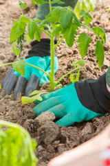 Tomato seedlings are planted in a greenhouse in the summer in the garden