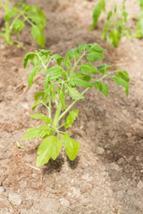 Tomato seedlings grow in a greenhouse in the garden