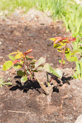 The rose Bush is planted in the garden in summer