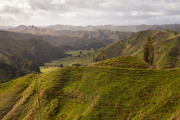 Obraz premium Rugged, lush landscape along New Zealand's Highway 43, also known as the Forgotten World Highway 