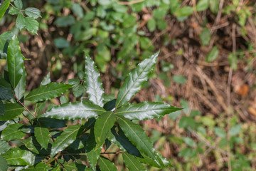laurel plant bay leaves with sunlight laurus nobilis