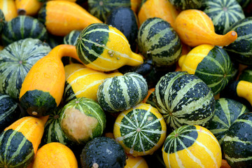 gourd and squash
