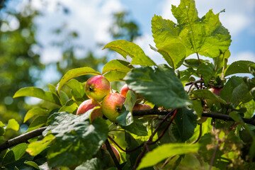 Red apples on the branches of an old tree.