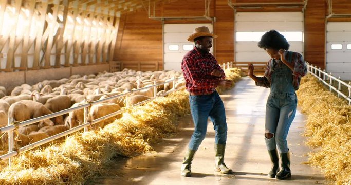Cheerful funny young couple of African American male and female farmers dancing in shed with flock of sheep. Joyful man and woman, shepherds having fun and doing dance moves in stable. Happy workers.