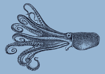 Webfoot octopus amphioctopus fangsiao from the Pacific Ocean in side view isolated on blue background, after antique illustration from 19th century © M