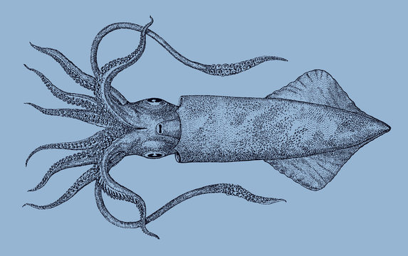 Swordtip squid uroteuthis edulis from the Indo-Pacific Ocean in underside view isolated on blue background, after antique illustration from 19th century
