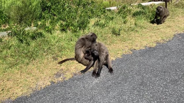 Chacma baboons in Cape of Good Hope National Park in South Africa