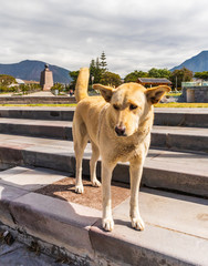 dog at half of the world ecuador