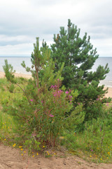 Small pine trees on the beach.