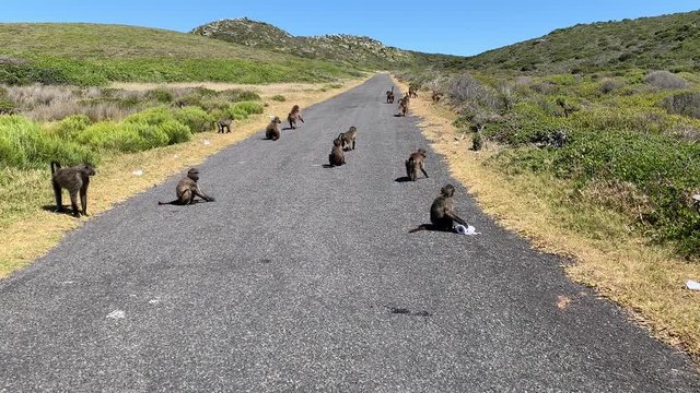 Video of baboons shot in Cape of Good Hope National Park in South Africa