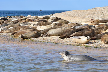 Grey seal swimming along sandbank where common seals sunbathe When out of the water they sometimes hold their body in a curved banana position with their head and tail both in the air at the same time