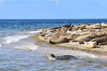 North Norfolk is home to the largest seal colony in England Grey seals bob in the waves while common seals accompanied by their pups are seen lying on the sandy beach waiting for their food to go down