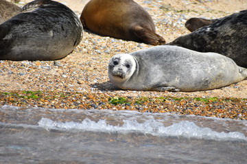 Common seal is seen on the British Isles and colder waters most of Northern Europe. It feeds on mostly fish and squid with all species being taken May also consume crabs lobsters and even marine birds