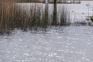 Lagoon in winter