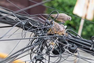 Pair of dove birds making their nest in some light cables.
