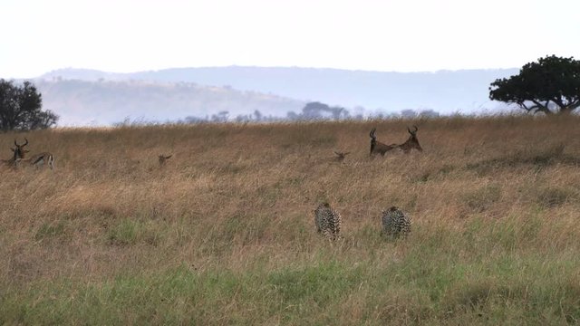 a cheetah pair slowly approaching hartebeest antelope at serengeti national park in tanzania