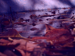 Leaves in the abstract river