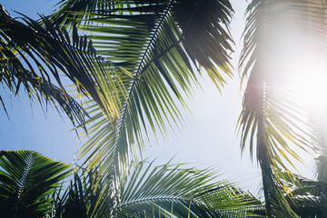 Fototapeta na wymiar Coconut leaf and sun light on sky, summer vacation concept.