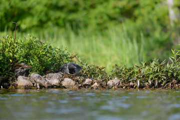Common Loon Sitting on the Nest on Green Background