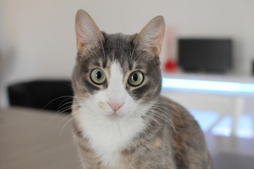 Magnifique chat aux yeux verts 