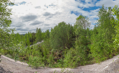 Dense forest landscape. rocky woodland. trees and plants