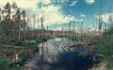 Flooded forest. trunks of birch trees in water. overgrown woodland