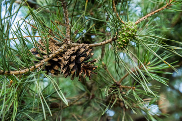 Obraz premium Old and young cones on a pine branch. Selective focus.
