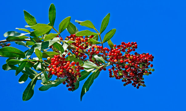 Brazilian peppertree (Schinus terebinthifolius)