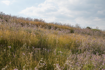 Fototapeta premium Prairie 